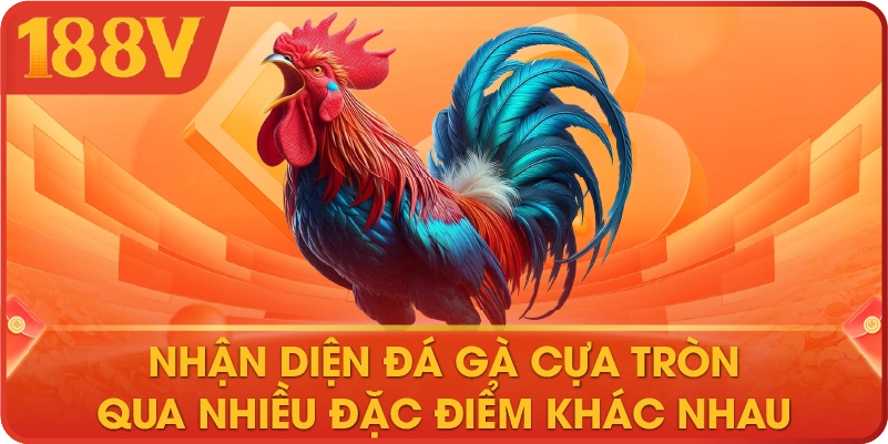 Nhận diện đá gà cựa tròn qua nhiều đặc điểm khác nhau